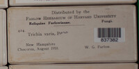 Trichia varia image